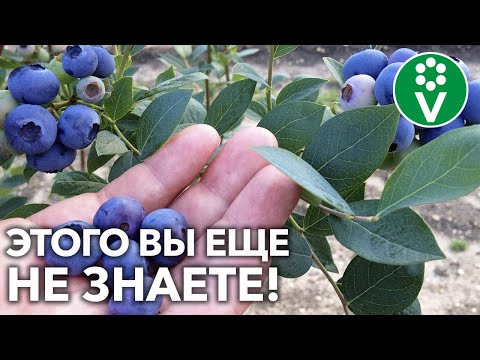 Видео: ДЛЯ БОЛЬШОГО УРОЖАЯ ГОЛУБИКИ! Уход за кустарником в августе + НАНОУДОБРЕНИЯ!
