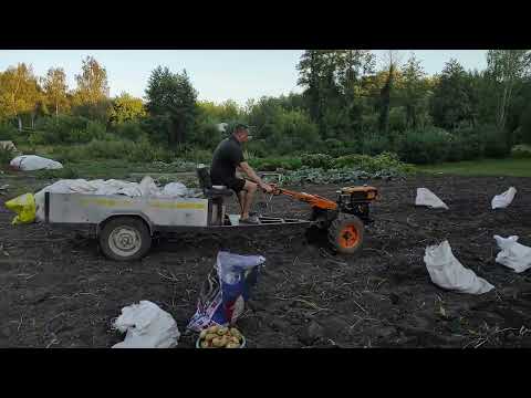 Видео: Мотоблок Кентавр.Копаю картоплю.Сезон 2025
