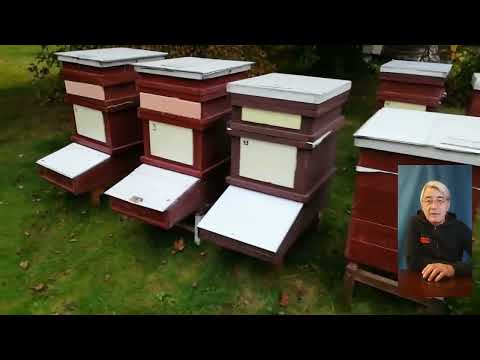 Видео: СОДЕРЖАНИЕ ПЧЕЛ В СОЛНЕЧНОМ УЛЬЕ  #пчелы #пчеловодство #улей #beekeeping #beekeeper #bee