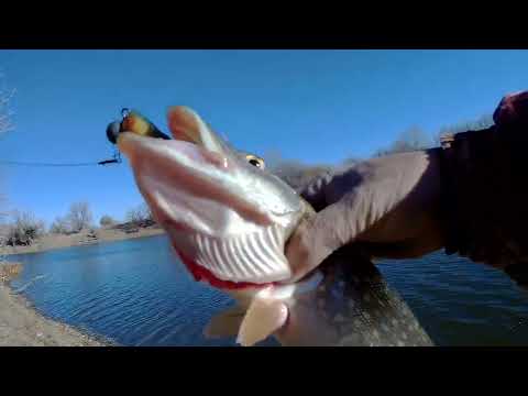 Видео: Ноябрьская нервная рыбалка: "Хождение по мукам".