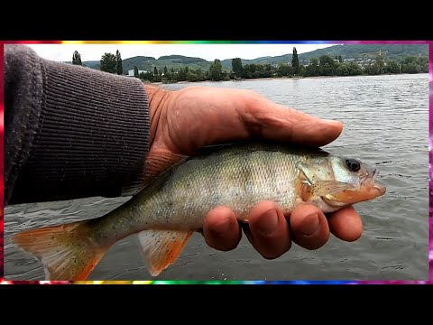 Видео: Окунь начинает просыпаться!!! Рыбалка на Рейне.