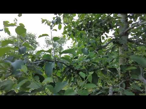 Видео: #Фруктовыйсад. #ЮжнаяКорея. Яблоня