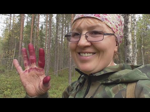 Видео: Живём в деревне \ Снова я в лесу. Принесла домой рюкзак брусники! \  Мочёная брусника на зиму!
