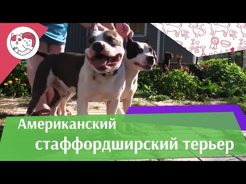 Видео: Американский стаффордширдский терьер на ilikepet