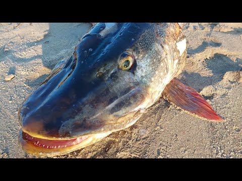 Видео: Отдых на горной реке в Якутии. Медвежьи следы повсюду.