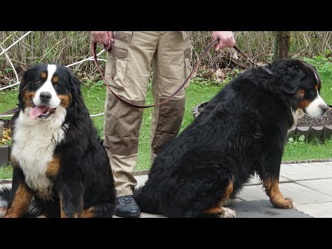 Видео: Догтренинг 602. Трудности управления стаей. Берны. Атаки на хозяина в контакт.