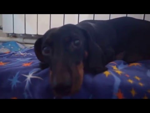 Видео: Роды у моей таксы. (15.03.2016г)