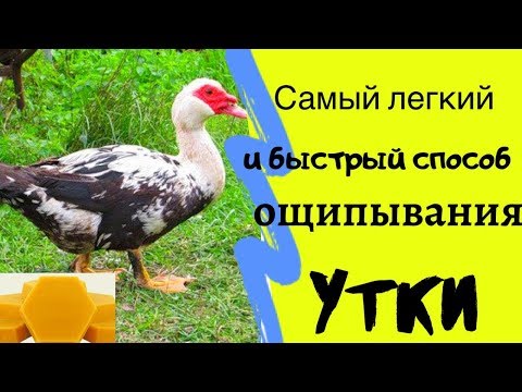 Видео: Самый Легкий и Быстрый способ ОЩИПЫВАНИЯ утки. Воскование