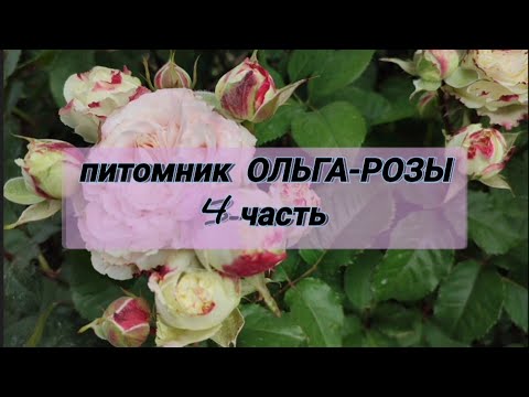 Видео: Vlog-240. 4-часть в гостях у питомника ОЛЬГА-РОЗЫ. Смотрим сорта.