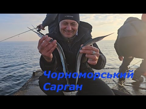 Видео: Відпочинок на морі. Чорноморський сарган.