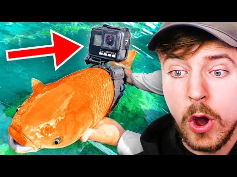 Видео: Я Прикрепил GoPro к Рыбе!