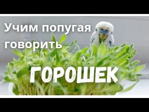 Видео: Учим попугая говорить Горошек