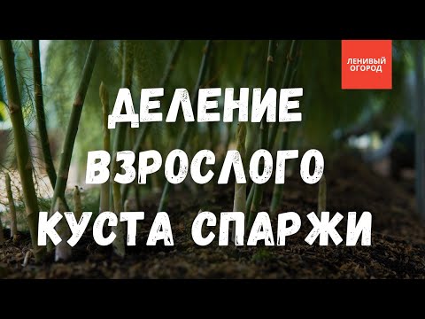 Видео: Деление взрослого куста спаржи | Размножение спаржи осенью | Посадка спаржи под зиму  |