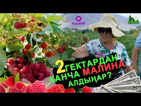 Видео: МИЛЛИОНДОГОН акча Малина менен. Бул видеону көрсөңөр МАЛИНА отургузуп иштейм дейсиңер.