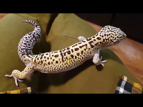 Видео: Почти полкило ящерной массы! Взвешиваем гекконов