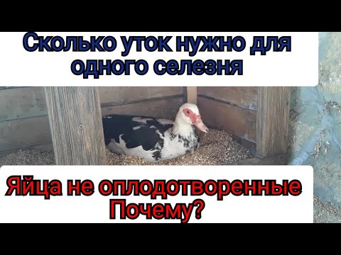 Видео: Индоутка не Несется. Почему неоплод у Яиц /Половозрелый Возраст/Чем кормлю Уток . Ответы на Вопросы