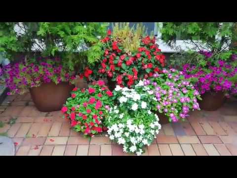 Видео: ЦВЕТОЧНЫЕ КОМПОЗИЦИИ