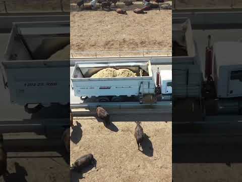 Видео: #животноводство #скот #ферма #скотоводство #сельскоехозяйство
