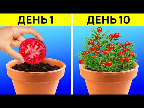 Видео: ГЕНИАЛЬНЫЕ ИДЕИ ДЛЯ ДОМАШНЕГО САДА