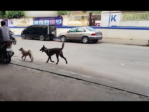 Видео: Деревенская собака катается на мотоцикле с хозяином | Конец вас удивит!