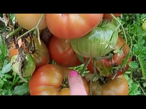 Видео: ФІТОФТОРА НА ТОМАТАХ ЯК Я ВРЯТУВАЛА ПОМІДОРИ ВІД ФІТОФТОРИ 15 серпня 2025 р.