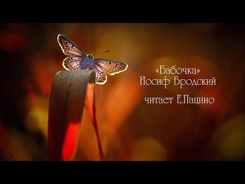 Видео: Бабочка. И. Бродский. (чит. Евгений Пацино)