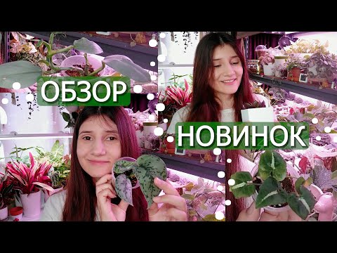 Видео: Обзор новинок с Гроубокса, и не только)) Столько у меня ещё не было...