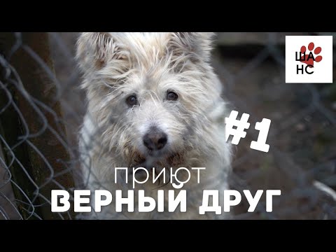 Видео: Приют ВЕРНЫЙ ДРУГ - Шанс#1