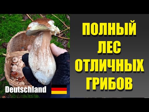 Видео: ГРИБЫ ГЕРМАНИИ 2025. Полный лес вкусных грибов в сентябре.