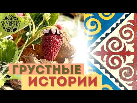 Видео: Когда клубника подводит: ошибки, болезни, убытки