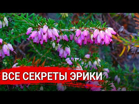 Видео: Все секреты эрики