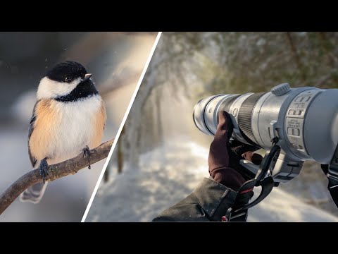 Видео: Фотосъемка птиц от первого лица в зимней стране чудес