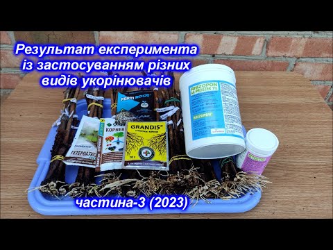 Видео: Результат експеримента із застосуванням різних видів укорінювачів  ч-3