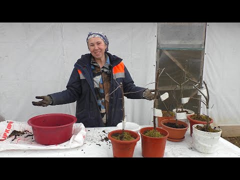 Видео: Пчелы, мох и воздушные отводки
