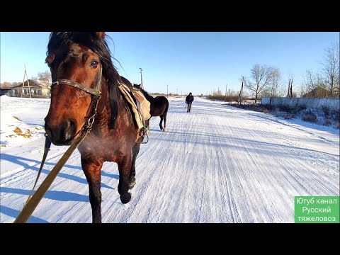 Видео: Лошади атакуют деревню. отъем поздних жеребят