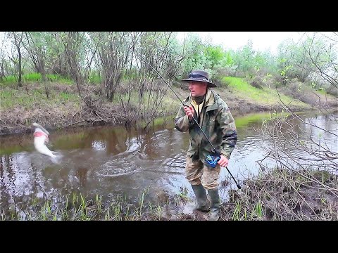 Видео: НАШЛИ РУЧЕЙ ГДЕ ЕСТЬ РЫБА / ЛОВИМ ЩУКУ И ОКУНЯ НА СПИННИНГ / РЫБАЛКА НА СЕВЕРЕ РЕСПУБЛИКИ КОМИ.