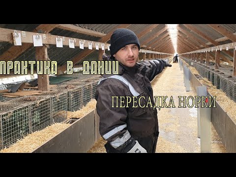 Видео: ◼Практика в Дании◼ Норковая ферма в Дании◼Пересадка норки◼