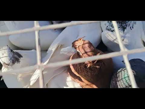 Видео: Туркменистан. 🇹🇲.г.Туркменабат.🕊 (Чарджоу).Голубиный базар. 🕊🕊🕊🕊.04.05.2025.г.