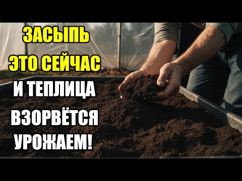 Видео: Насыпьте это осенью в теплицу — земля станет плодородной, лёгкой и живой!