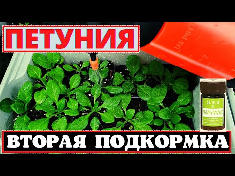 Видео: ПЕТУНИЯ вторая подкормка рассады. Когда и чем проводить?
