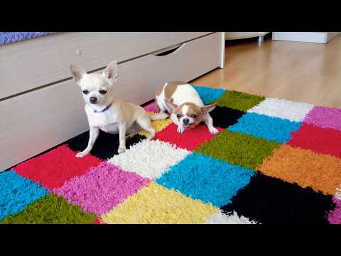 Видео: Вся одежда Леди и Софи 🐕🎀))🐶