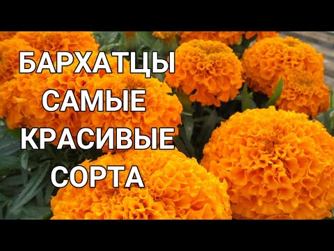 Видео: Бархатцы. Посейте самые красивые сорта бархатцев в саду!