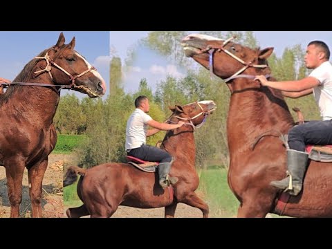 Видео: Пай Пай Паай Бекзат Исканедерде Эфирде✊️