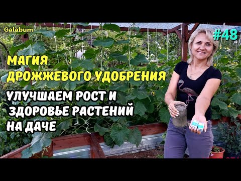 Видео: Дрожжи на даче: как удобрить растения и получить богатый урожай. @galabum