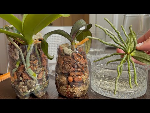 Видео: КАЖДЫЙ РАЗ орхидеи ОЖИВАЮТ! корни РАСТУТ! орхидеи ЦВЕТУТ!