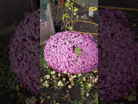 Видео: Немного поговорим