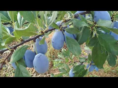 Видео: Слива Стенлей