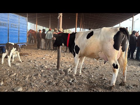 Видео: НАРХИ ГОВИ ШИРТЕ ГУСАЛАДОР ВА БУГОЗ 21 октября 2025 г.