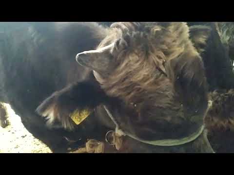 Видео: Жем жеген боюнча обзор!!