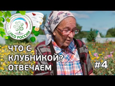 Видео: #4 🍓 ЧТО С КЛУБНИКОЙ??? "СТРАШНАЯ" ЗЕМЛЯНИЧНАЯ НЕМАТОДА.